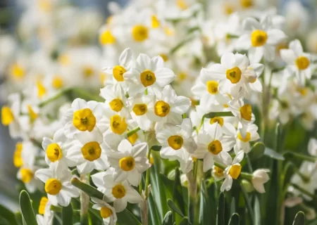 آغاز برداشت گل نرگس در بهبهان