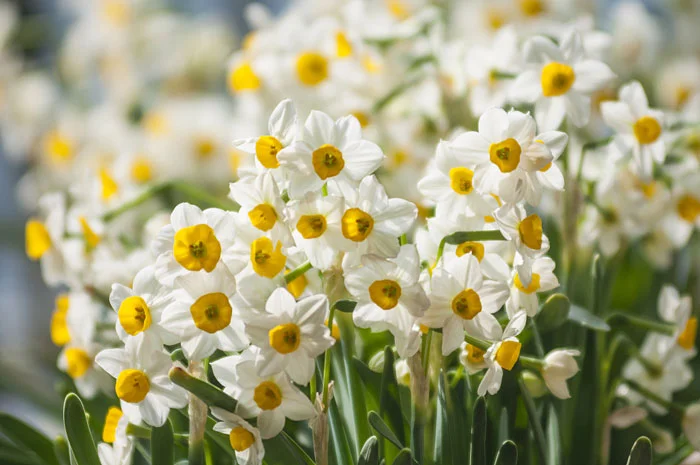 آغاز برداشت گل نرگس در بهبهان