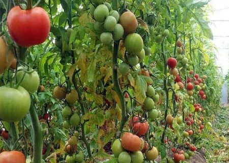 اتحادیه صادرکنندگان محصولات کشاورزی شمال خوزستان تشکیل می‌شود