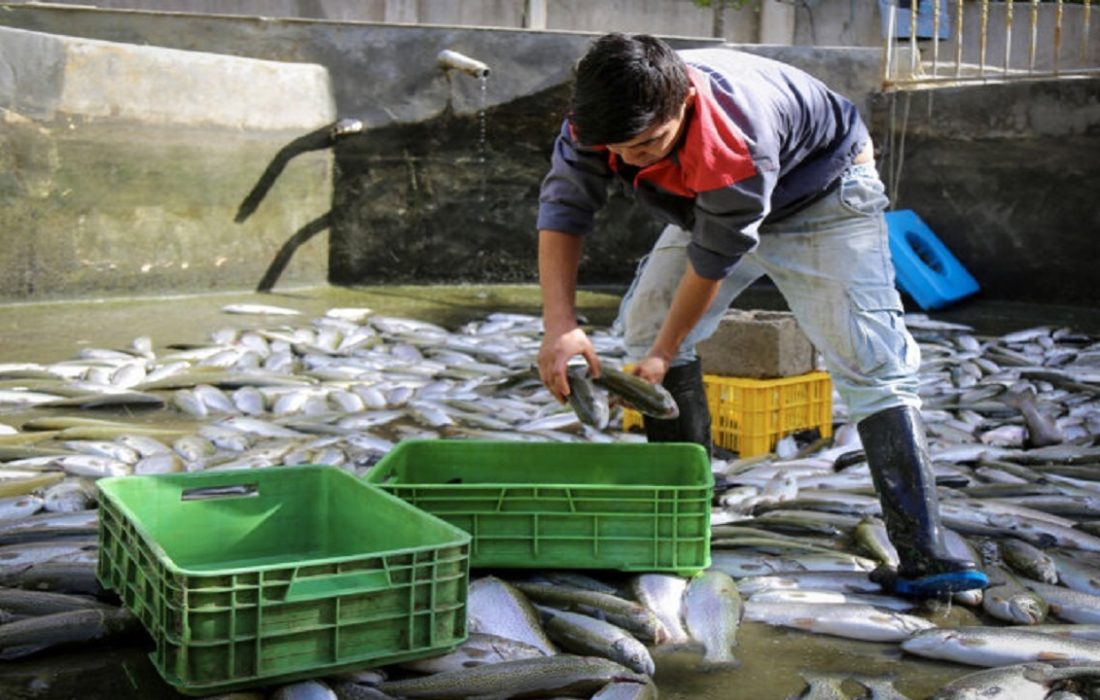 اشتغالزایی برای حدود ۲ هزار نفر در خوزستان با اجرای طرح‌های شیلاتی