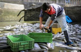 اشتغالزایی برای حدود ۲ هزار نفر در خوزستان با اجرای طرح‌های شیلاتی