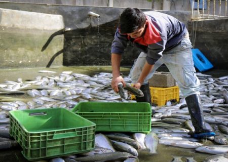 اشتغالزایی برای حدود ۲ هزار نفر در خوزستان با اجرای طرح‌های شیلاتی